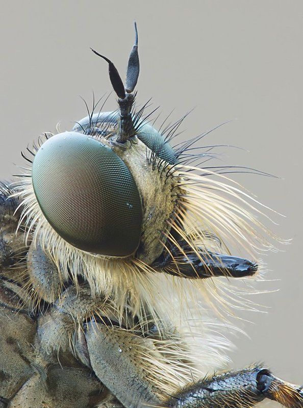 портрет ктыряphoto preview