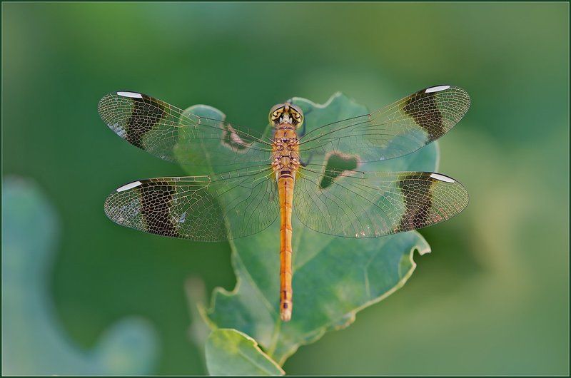 Брошечка.photo preview