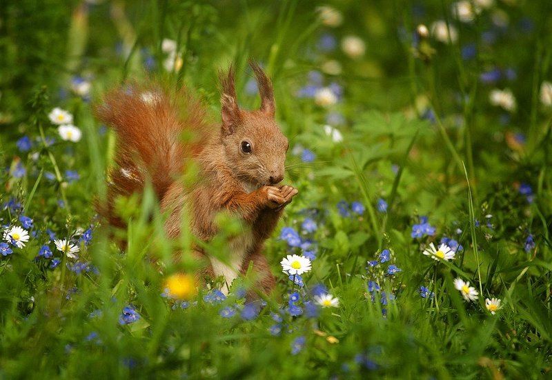 kozdas Modelphoto preview