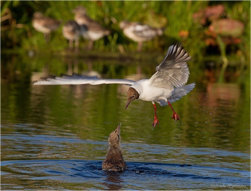 озерная, чайка, (l., ridibundus) - Ты чей?photo preview