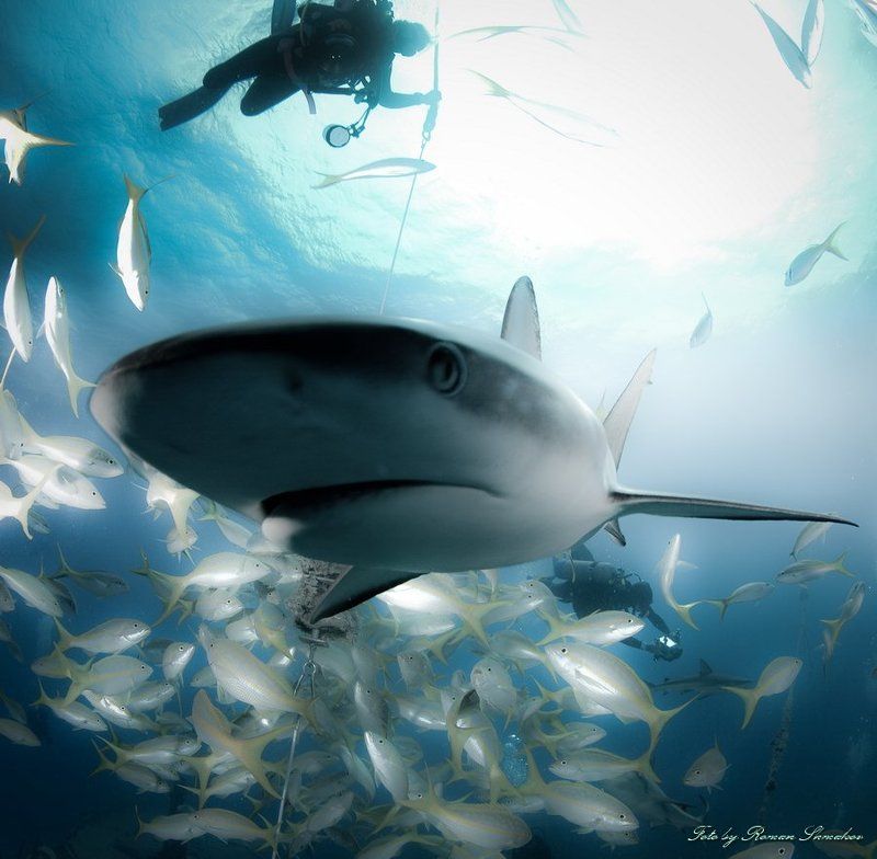 Любопытсво не порок ...photo preview