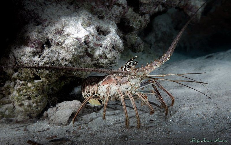 Ночная жизньphoto preview