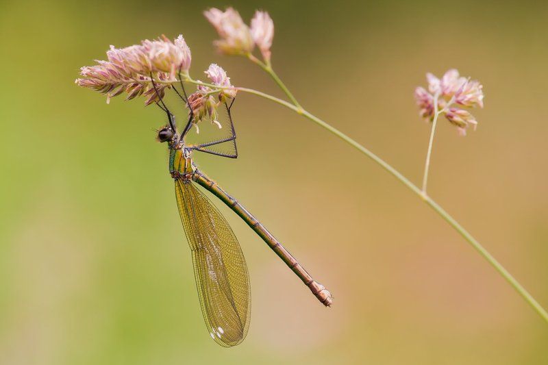 dragonflayphoto preview