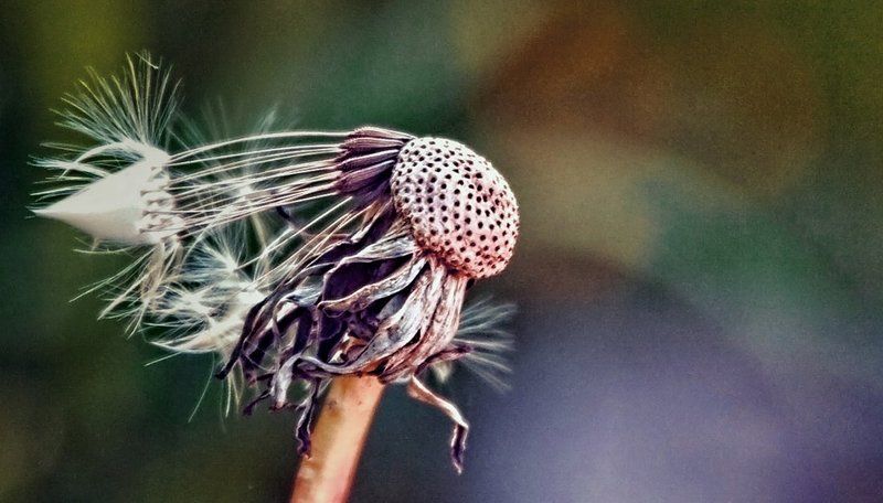 Непокоренный Винетуphoto preview