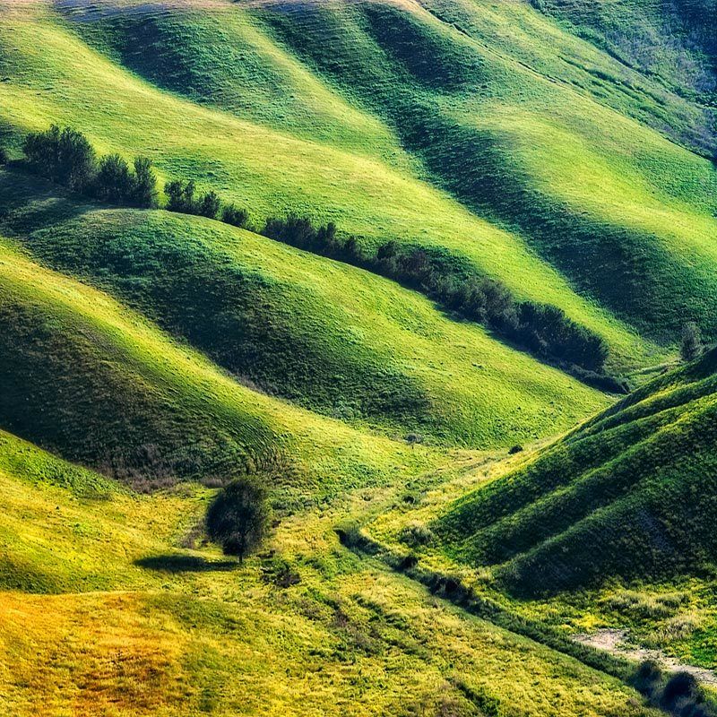 tree,waves ~~~i~~~photo preview