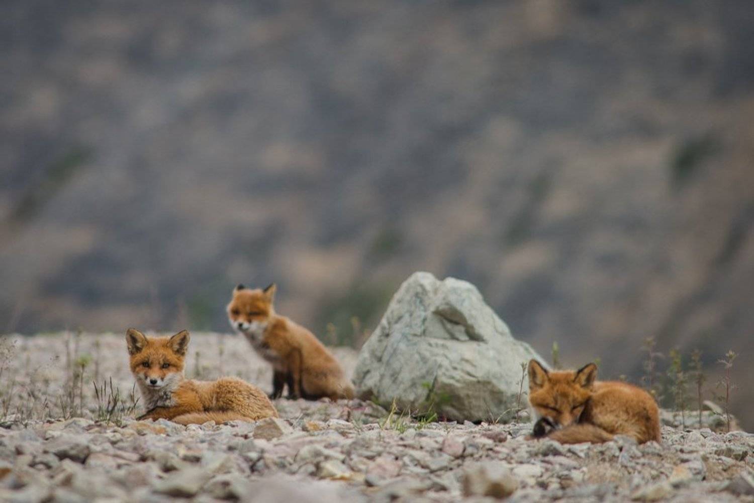 лисята, Иван Кислов