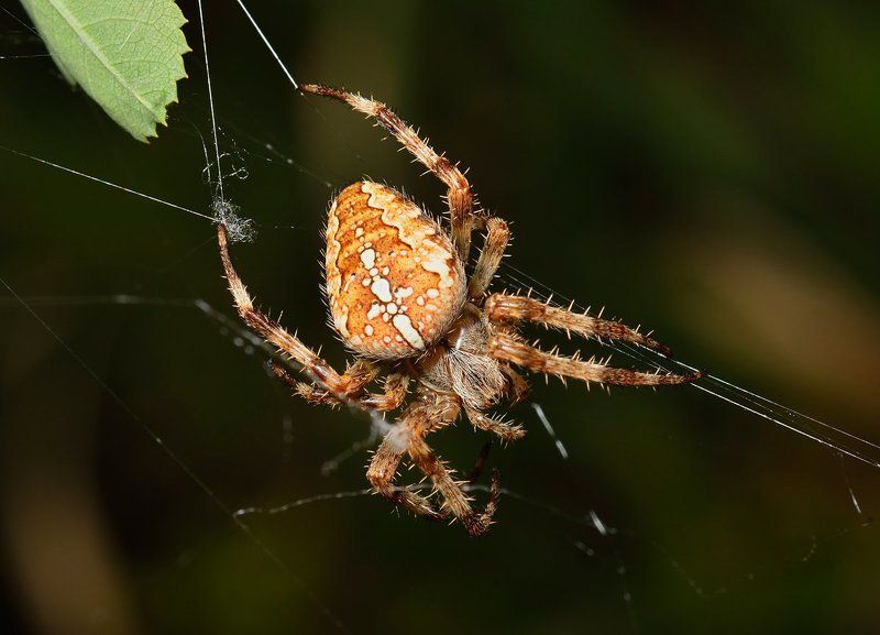 nikon, d7000, spider, macro, close-up, nature, arachnida, arthropoda, araneus diadematus, araneae, cross orbweaver, паук, природа, макро, казахстан, крестовик Злодейphoto preview