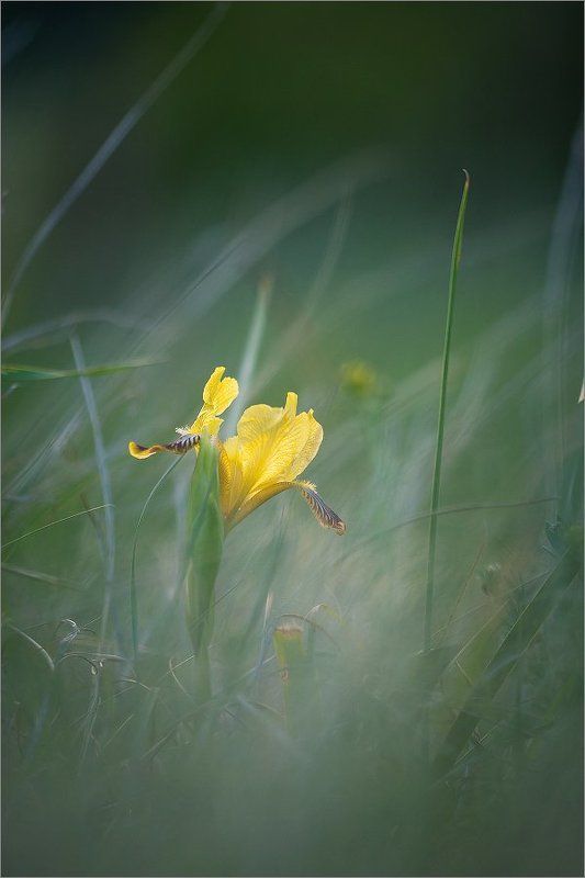 Ирисовый хаосphoto preview