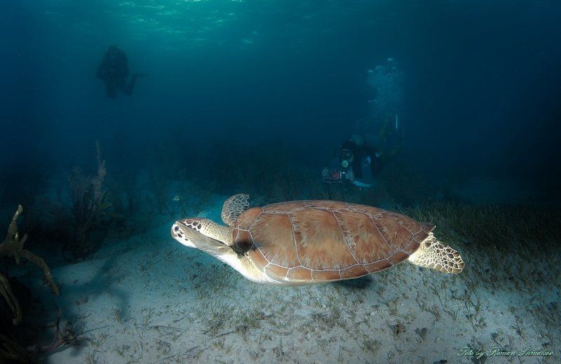 Снятоphoto preview