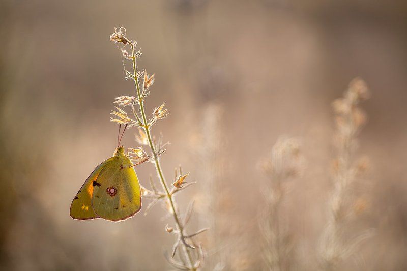 lepidoptera, canon, 100mm, l is, 5dmkii Colias croceaphoto preview