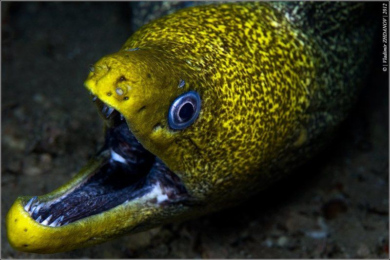 мурена, красное, море, египет, дахаб - Цыплёнок, говоришь?.. (угрожающе)photo preview