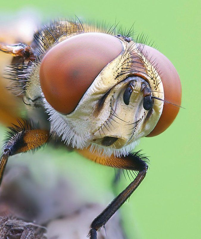 портрет ежемухи...photo preview