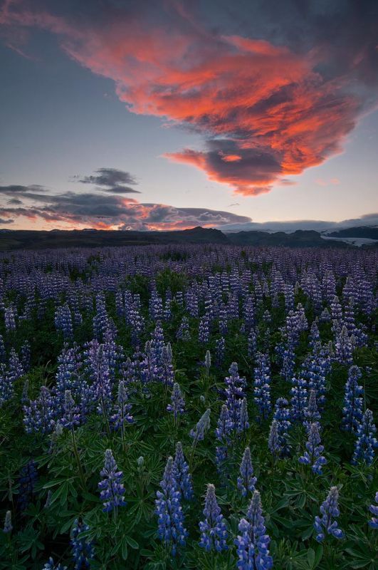 iceland, myrdalsjokull, lupin,  sunrise Рассветная.Люпиновые поляphoto preview