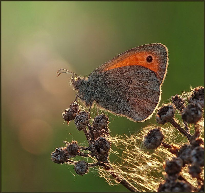 В вечернем свете.photo preview
