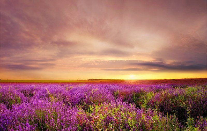 lavender, field, sunset Lavender at Sunsetphoto preview