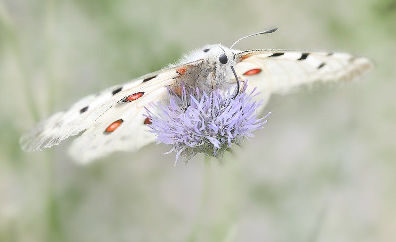аполлон Фея Аполло фото превью