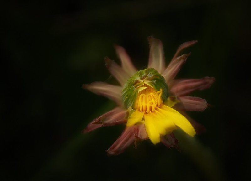 навстречу Солнцуphoto preview