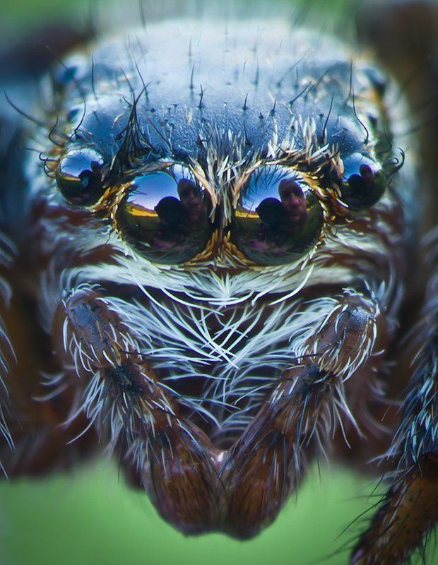 ростислав, макро, 100мм Автопортретphoto preview