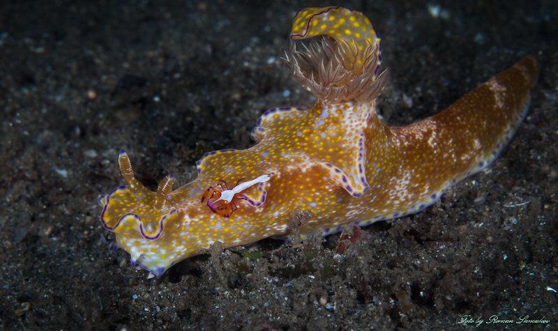 Автостопомphoto preview