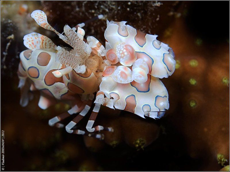 креветка, арлекин, harlequin, shrimp, красное, море, египет, дахаб, - Я - Арлекин!photo preview