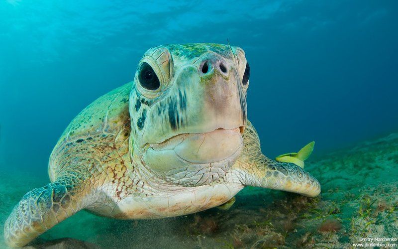 черепаха, зеленая черепаха, turtle, underwater ***photo preview