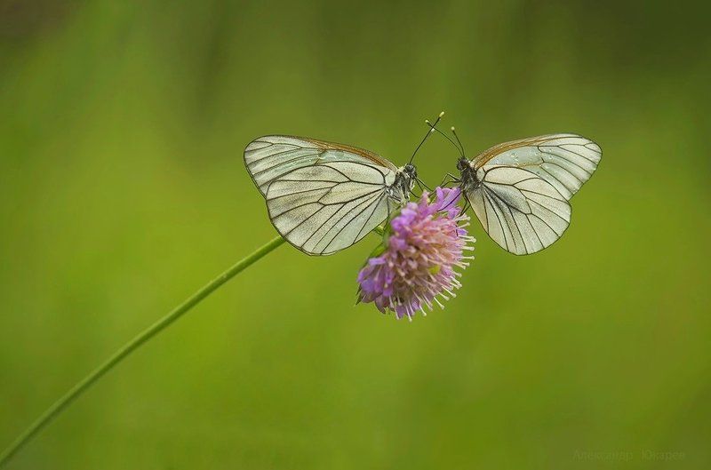 Тет-А-теТphoto preview