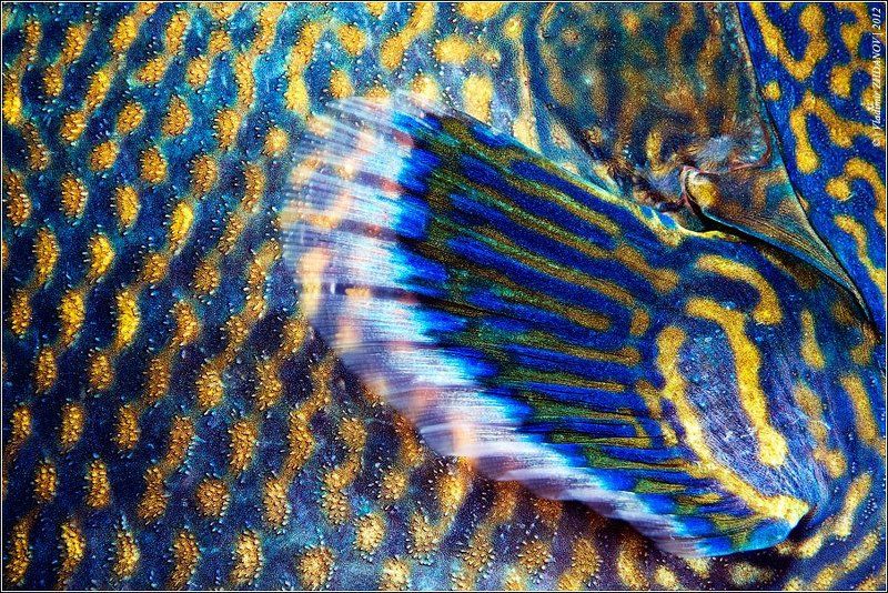 Боевая Раскраска Голубого Спинорогаphoto preview