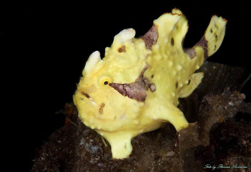 Разукрашкиphoto preview