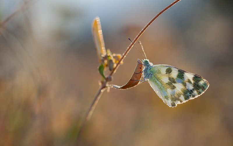 lepidoptera,canon, 5d mkii, sigma,macro, apo, dg 180mm Pontia daplidicephoto preview