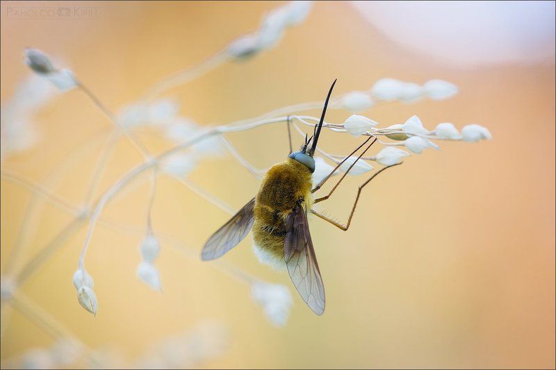 Лето, жара, шубаphoto preview