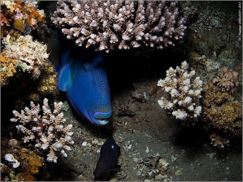 pseudobalistes, fuscus, голубой, псевдобалист, blue, triggerfish, красное, море, египет, дахаб, подводная, съёмка, ночное, погружение Ранний Ужин Триггераphoto preview
