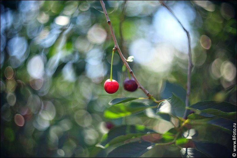 спелая, вишня, гелиос, 77м-4, боке, объектив Спелая вишняphoto preview