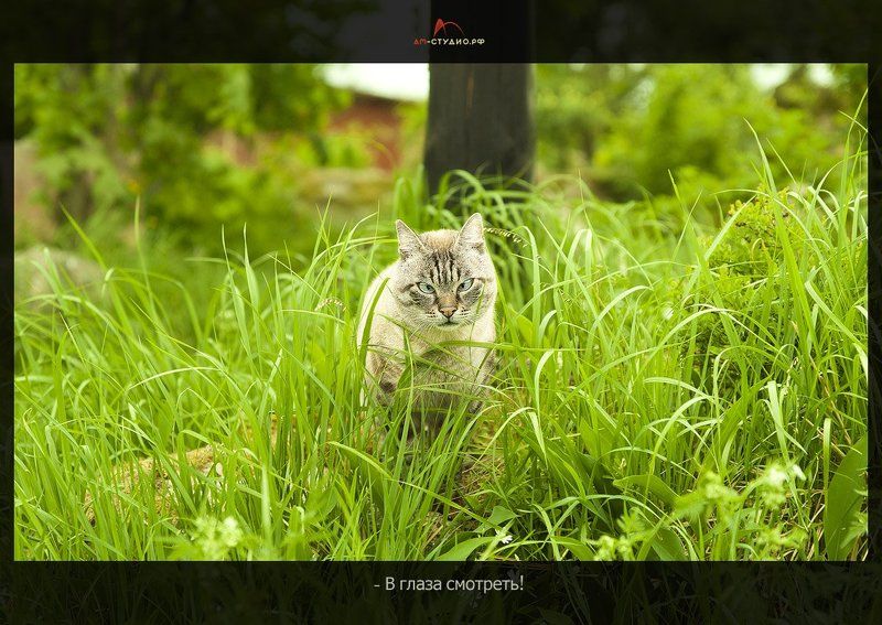 гипнозphoto preview