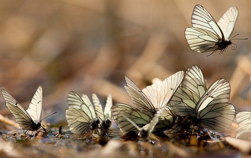 боярышницы, валдай Валдайские зарисовкиphoto preview