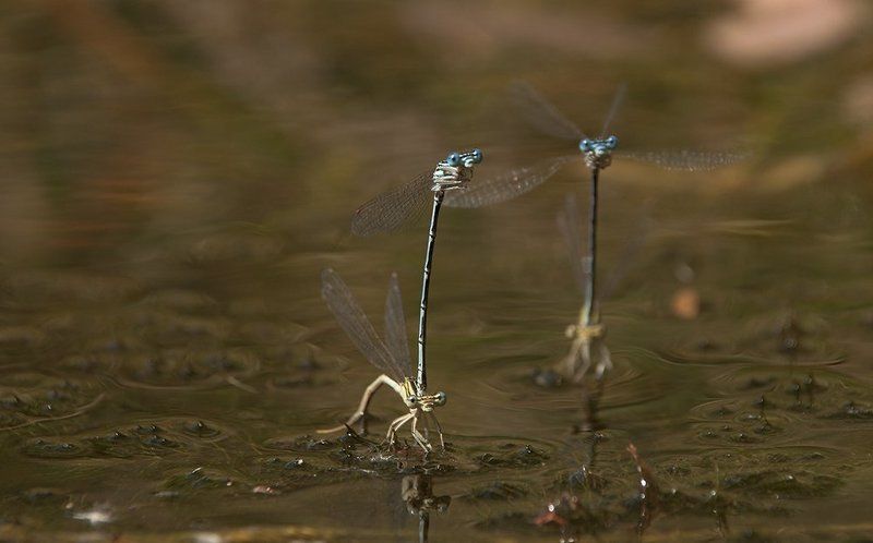 стрекоза,водоросли,речка,лето,игры. Водные игры летающих жирафиков.photo preview