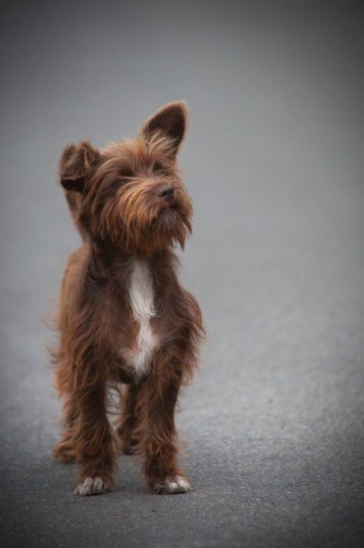 ... Дружбан ...photo preview