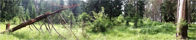 Брянский лесphoto preview