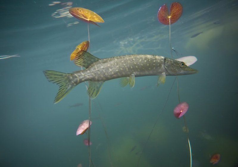 нирванаphoto preview