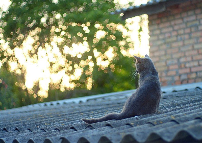 Провожая солнцеphoto preview