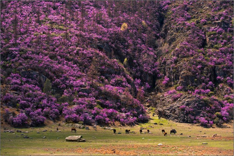 алтай, весна, багульник ...когда всё фиолетово...photo preview