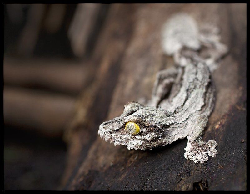 мадагаскар, африка, гекон Гекконphoto preview