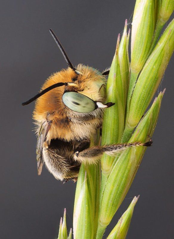 пчелиное утро...photo preview