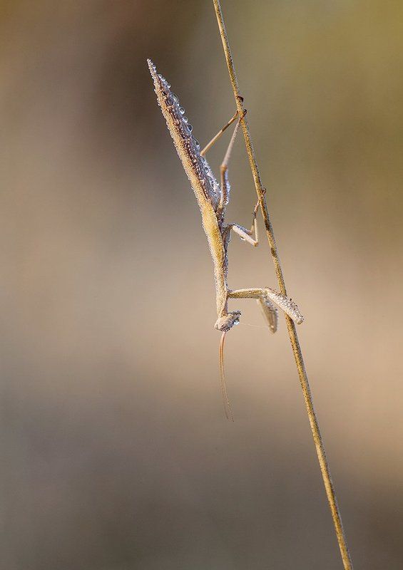 mantodea, 5dmkii, 100mm l is Glowphoto preview