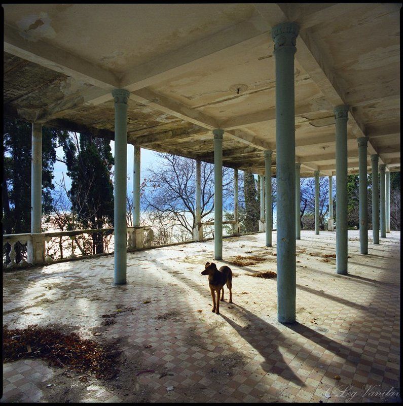 животные, пейзаж одинphoto preview