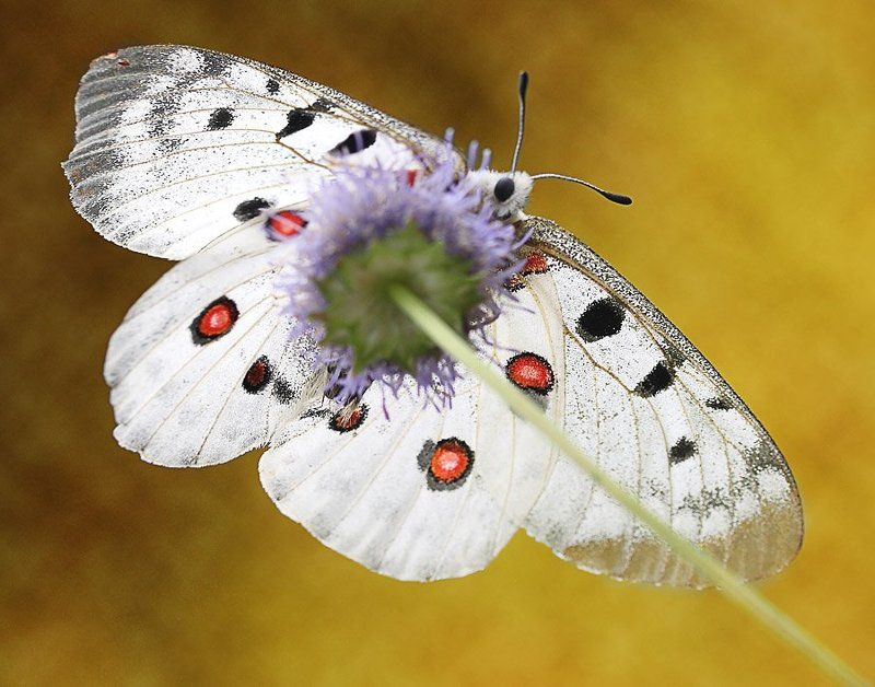 аполлон Взглядом муравья на бога Олимпа фото превью