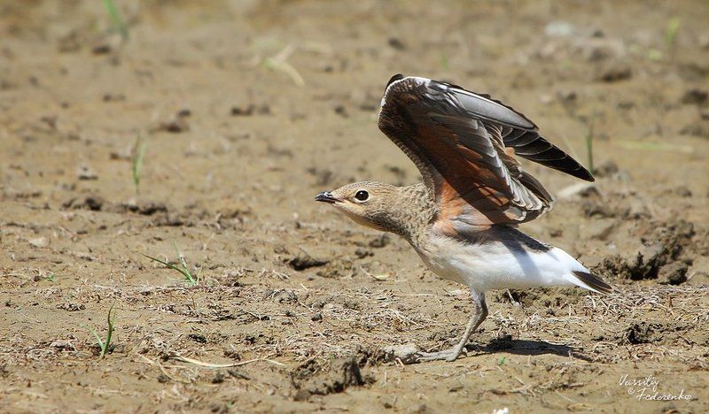 птицы, слеток, тиркушка, луговая, glareola, pratincola Уу, я страшен в гневе!photo preview