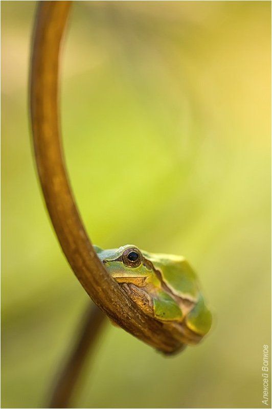 квакша, hyla arborea photo preview