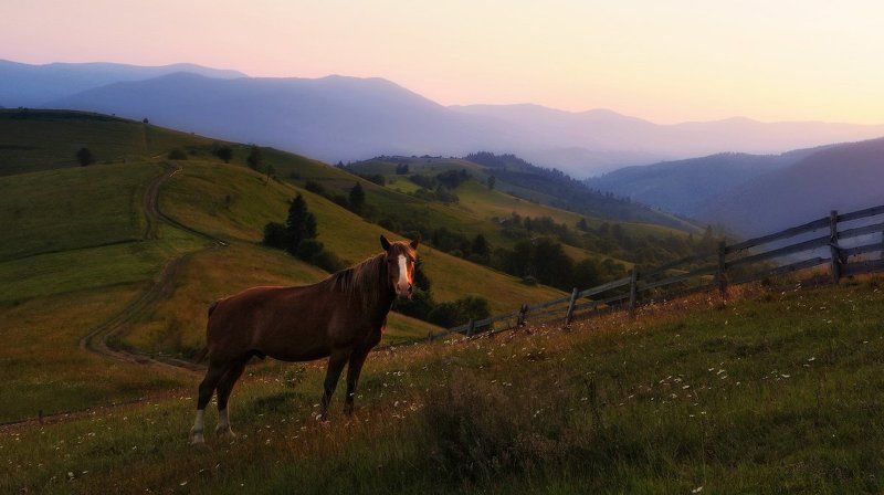 вечер, карпаты, закат, лошадь, горы Вечерняя...photo preview