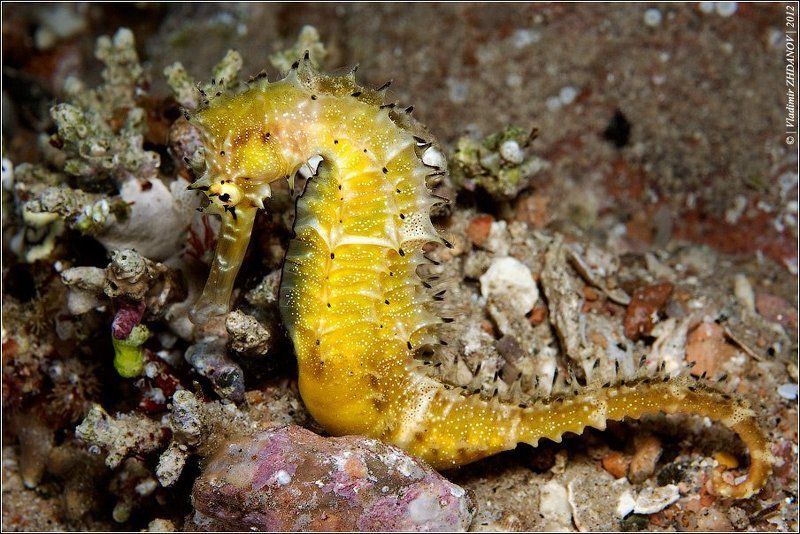 морской, конёк, красное, море, египет, дахаб, подводная, съёмка, ночное, погружение Сивка-Бурка, Вещая Каурка...photo preview