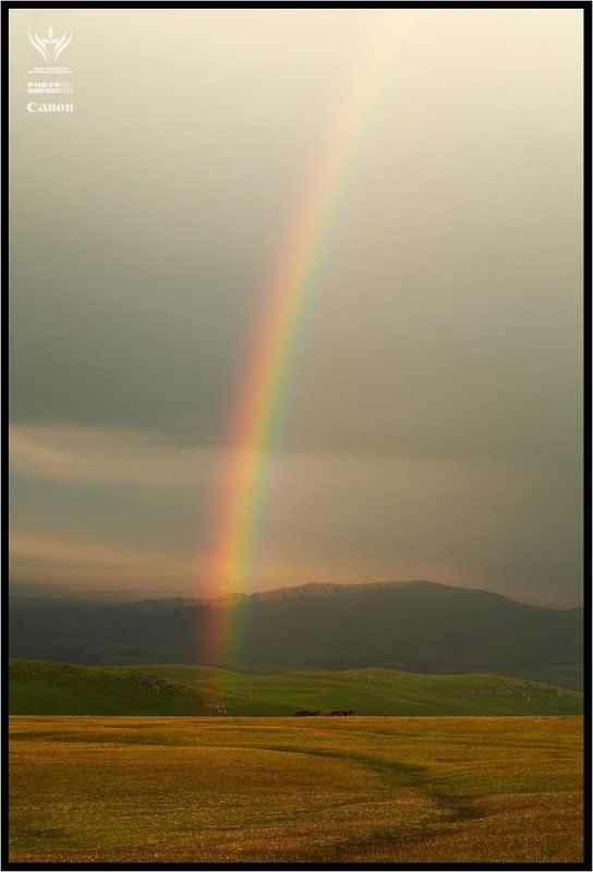 photo, safari, kazakhstan, nature, alpine, alatau, заилийский, алатау По зелёным холмам...photo preview